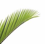 Palm Leaf Isolated On White Background Stock Photo