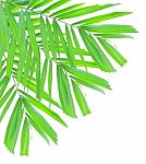 Palm Leaf Isolated On White Background Stock Photo