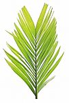 Palm Leaf Isolated On White Background Stock Photo