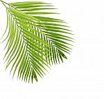 Palm Leaf Isolated On White Background Stock Photo