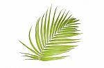 Palm Leaf Isolated On White Background Stock Photo