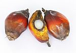 Palm Oil Seeds Stock Photo