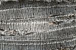 Palm Tree Bark Texture Stock Photo