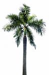 Palm Tree Isolated On White Background Stock Photo