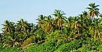 Palm Trees Stock Photo