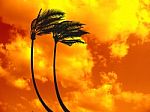 Palm Trees On The Red Sky Stock Photo