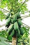 Papaya Tree Stock Photo