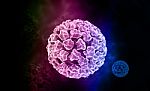 Papilloma Virus Stock Photo