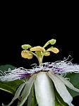 Passiflora Edulis Stock Photo