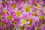 Pattern From Vibrant Gerbera Pink White Gerbera Flowers Stock Photo