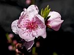 Peach Blossom Stock Photo