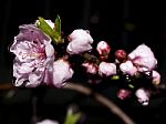 Peach Blossom Stock Photo