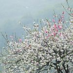 Peach Trees Blossoming Stock Photo