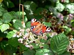 Peacock Butterfly Stock Photo