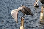 Pelican Eating Fish Stock Photo