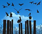 Pelicans And Gulls Stock Photo