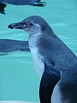 Penguin By The Pool Stock Photo