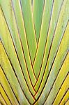 Petiole Pattern Of Banana Tree Green Natural Background Stock Photo