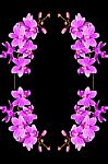 Phalaenopsis Hybrid Stock Photo