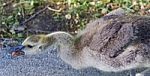 Photo Of A Chick Of Canada Geese Screaming Stock Photo