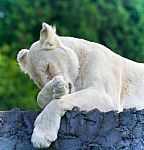 Photo Of A Funny White Lion Trying Not To Sleep Stock Photo