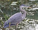 Photo Of A Great Blue Heron Standing In The Mud Stock Photo