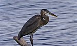 Photo Of A Great Blue Heron Standing On A Log Stock Photo