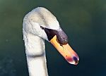 Photo Of A Thoughtful Mute Swan In Water Stock Photo