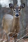 Photo Of A Young Deer In The Forest Stock Photo