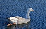 Photo Of The Snow Goose Swimming Away Stock Photo