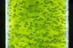 Photobioreactor In Lab Algae Fuel Bio-fuel Stock Photo