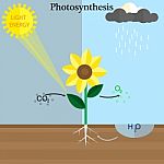 Photosynthesis Stock Photo