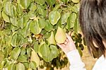 Picking Pears In Orchard Stock Photo