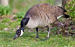 Picture With A Canada Goose Cleaning Feathers Stock Photo