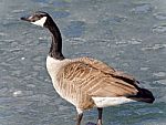 Picture With A Canada Goose Standing On Ice Stock Photo