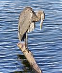 Picture With A Great Blue Heron Cleaning Feathers Stock Photo