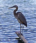 Picture With A Great Blue Heron Standing On A Log Stock Photo