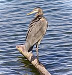 Picture With A Great Blue Heron Standing On A Log Stock Photo