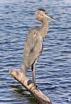 Picture With A Great Blue Heron Standing On A Log Stock Photo