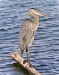 Picture With A Great Blue Heron Standing On A Log Stock Photo