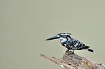 Pied Kingfisher Stock Photo