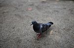 Pigeon Alone Stock Photo