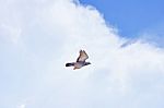 Pigeon Flies In The Blue Sky In A Sunny Day Stock Photo