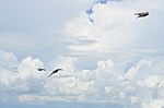 Pigeon Flies In The Blue Sky In A Sunny Day Stock Photo