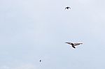 Pigeon Flies In The Blue Sky In A Sunny Day Stock Photo