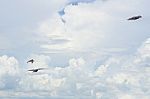 Pigeon Flies In The Blue Sky In A Sunny Day Stock Photo