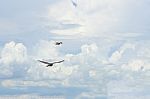 Pigeon Flies In The Blue Sky In A Sunny Day Stock Photo