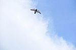 Pigeon Flies In The Blue Sky In A Sunny Day Stock Photo