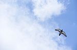 Pigeon Flies In The Blue Sky In A Sunny Day Stock Photo