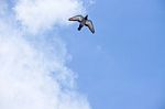 Pigeon Flies In The Blue Sky In A Sunny Day Stock Photo